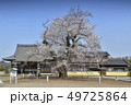 歓喜寺の桜 49725864