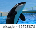 シャチ 49725878