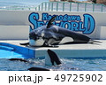 鴨川シーワールド, シャチ, 鯱 49725902