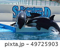 鴨川シーワールド, シャチ, 鯱 49725903