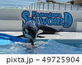 シャチ 49725904