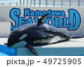 シャチ 49725905