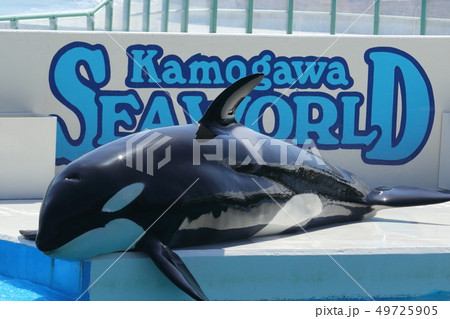 シャチ 49725905