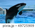 鴨川シーワールド, シャチ, 鯱 49725909