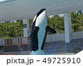 鴨川シーワールド, シャチ, 鯱 49725910