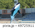 鴨川シーワールド, シャチ, 鯱 49725911