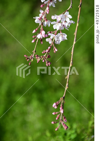 しだれ桜 49725918