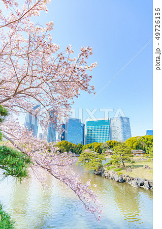 日本の春 浜離宮恩賜庭園の桜と汐留高層ビル群の風景 日本の春 浜離宮恩賜庭園の桜と汐留高層ビル群の風景 49726136