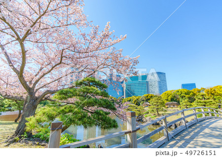 日本の春 浜離宮恩賜庭園の桜と汐留高層ビル群の風景 49726151