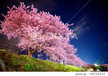 河津桜(1) 河津桜(1) 49726247