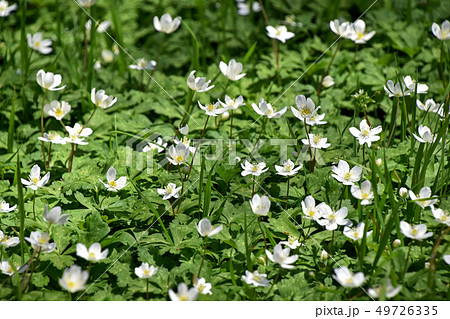 ニリンソウ（二輪草） 49726335