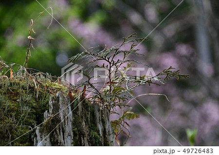 古株に着生する杉の葉 49726483