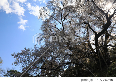 大山桜5317 大山桜5317 49726746
