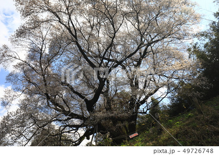 大山桜5364 大山桜5364 49726748