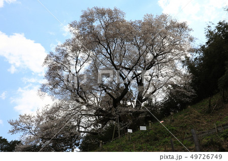 大山桜5379 49726749