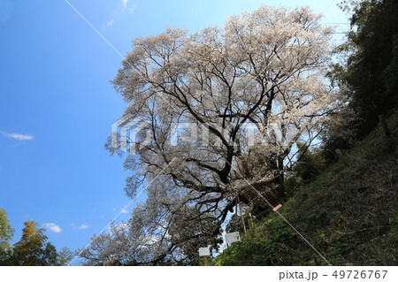 大山桜5442 大山桜5442 49726767