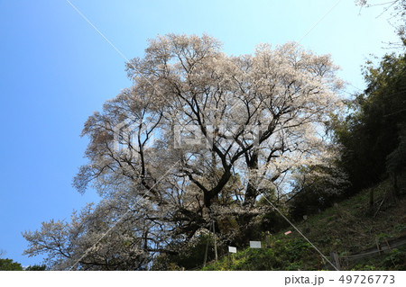 大山桜5465 49726773