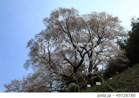大山桜5487 大山桜5487 49726780