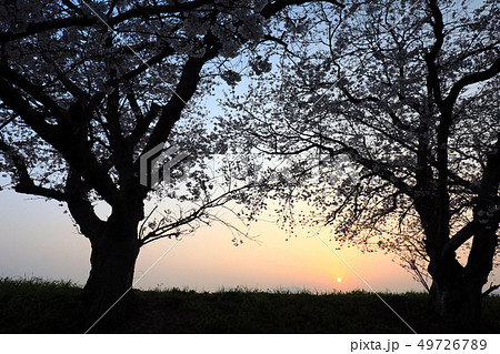 桜並木5746 桜並木5746 49726789