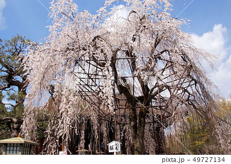 阿亀桜 阿亀桜 49727134