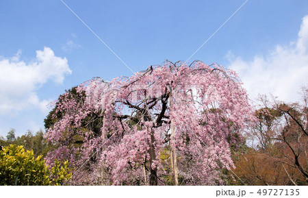 桜と青空 49727135