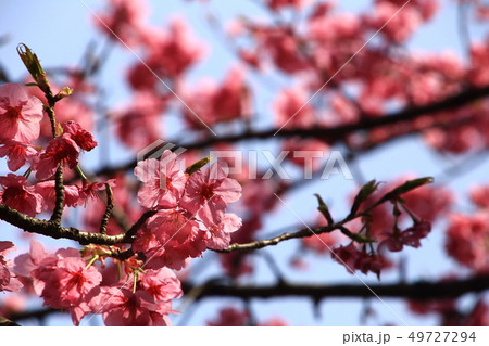 桜の花と青空 49727294