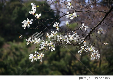 コブシの花 コブシの花 49727305