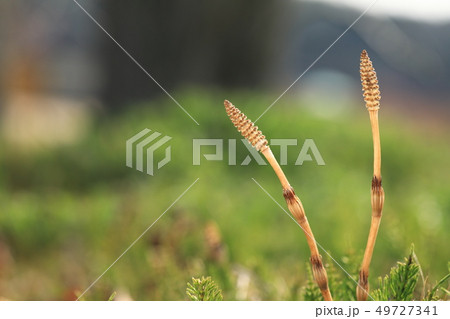 つくしんぼ6071 49727341