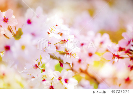 美しく咲き誇る満開のクローズアップの桜 背景 美しく咲き誇る満開のクローズアップの桜 背景 49727574
