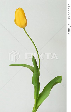 黄色いチューリップの花 １輪 白背景 室内 切り花の写真素材