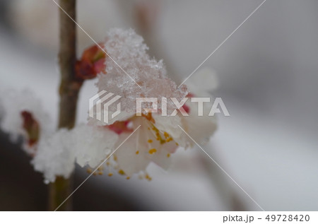 雪と桜 雪と桜 49728420