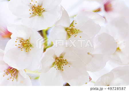 桜 さくら 49728587