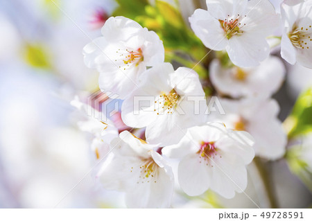 桜 さくら 桜 さくら 49728591