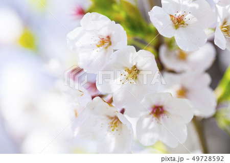 桜 さくら 49728592