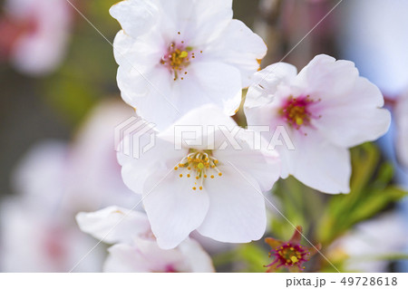 桜 さくら 49728618