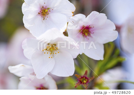桜 さくら 49728620