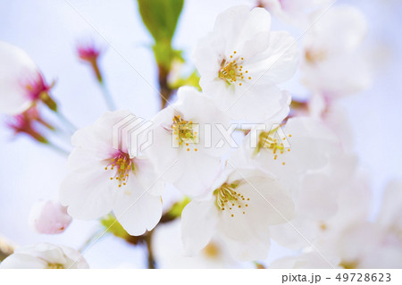桜 さくら 49728623
