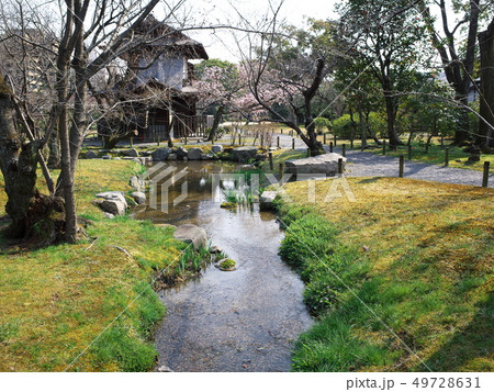 渉成園の傍花閣とシュゼンジカンザクラ 渉成園の傍花閣とシュゼンジカンザクラ 49728631