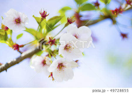 桜 サクラ 49728655