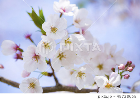桜 サクラ 49728658