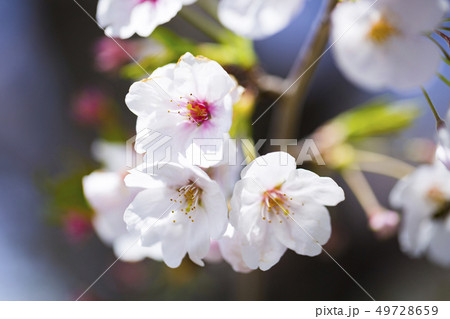 桜 サクラ 49728659