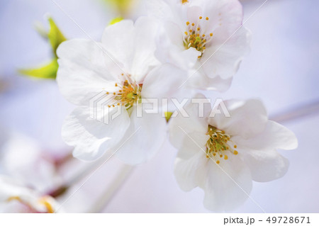 桜 さくら 49728671