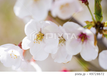 桜 サクラ 桜 サクラ 49728672
