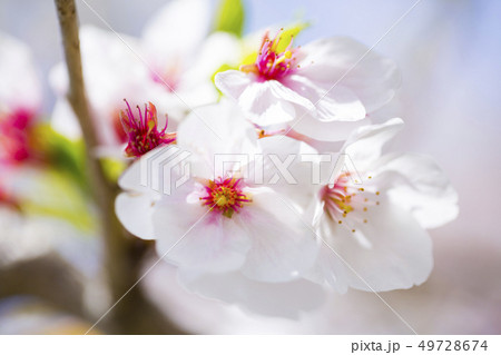 桜 サクラ 桜 サクラ 49728674