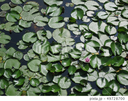 一面の睡蓮に一輪の花の写真素材