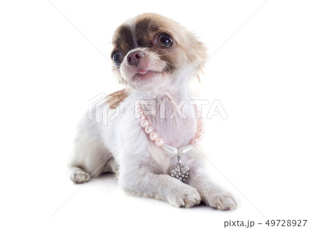 puppy chihuahua and collar puppy chihuahua and collar 49728927