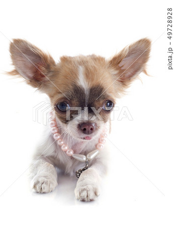puppy chihuahua puppy chihuahua 49728928