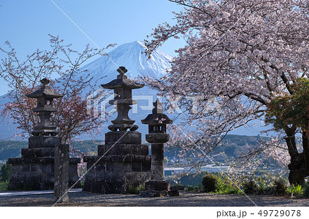 桜のお寺 桜のお寺 49729078