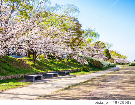 春の京都 鴨川河川敷の桜 賀茂大橋付近 の写真素材