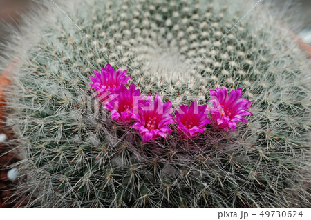 美しい花サボテン 玉翁 美しい花サボテン 玉翁 49730624